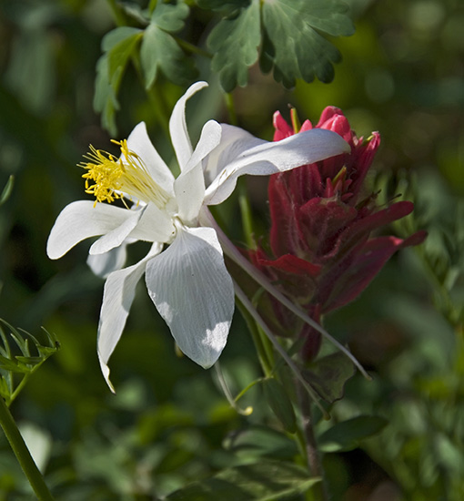 paintbrush and columbine